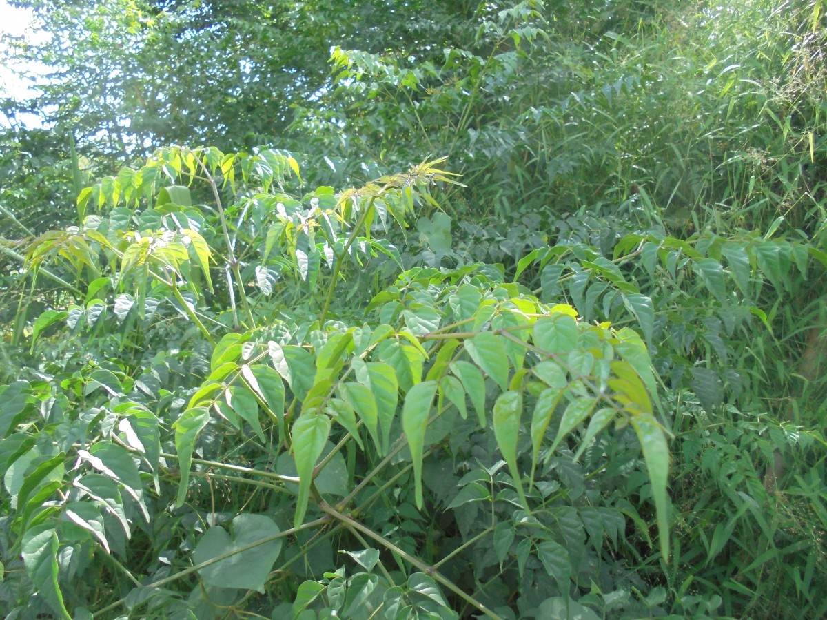 Millingtonia hortensis L.f.